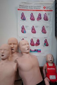Image of test dummies for CPR training in Houston for ACLS classes.